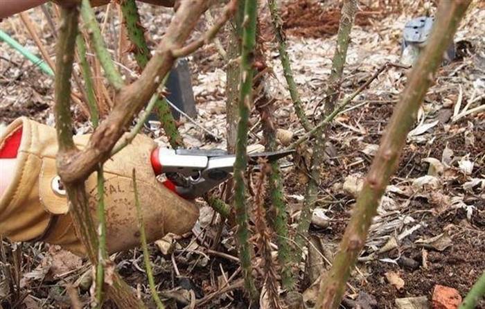 Як обрізати троянди на зиму - призначення і час проведення