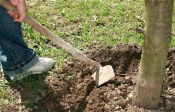 Чим підживити вишню восени для гарного врожаю