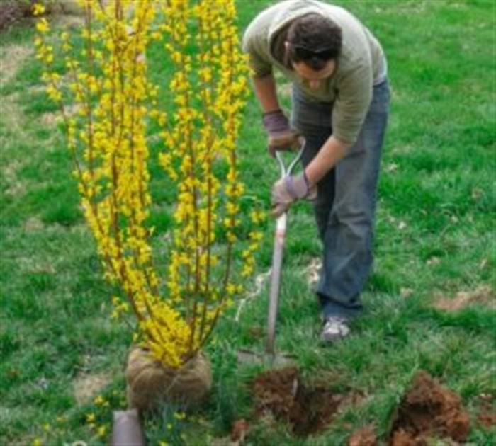 Чагарник форзиція - як використовувати в ландшафтному дизайні саду