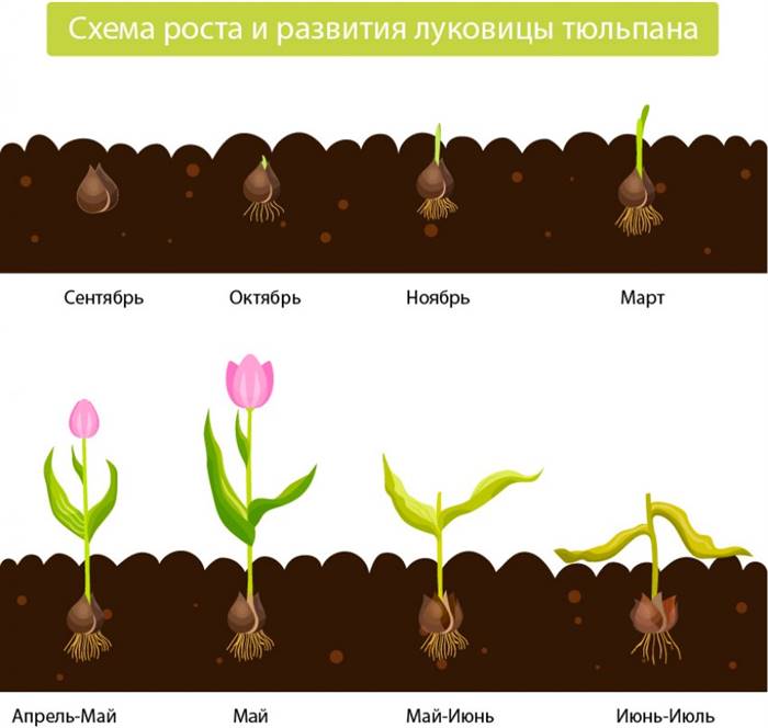 Квіти тюльпани - як посадити і доглядати за ними в саду