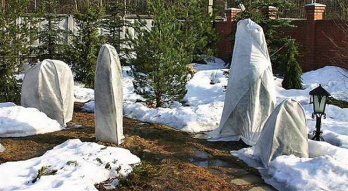 Як доглядати за туєю на дачі - умови для вирощування дерева
