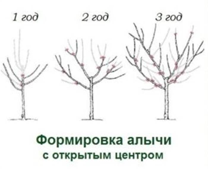 Алича в ландшафтному дизайні - як цвіте