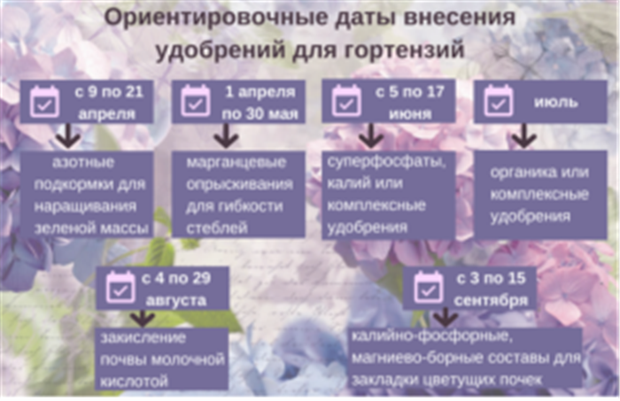 Чим підживити гортензію восени для пишного цвітіння