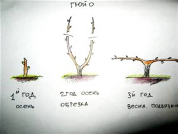 Обрізка винограду восени: для початківців покроково