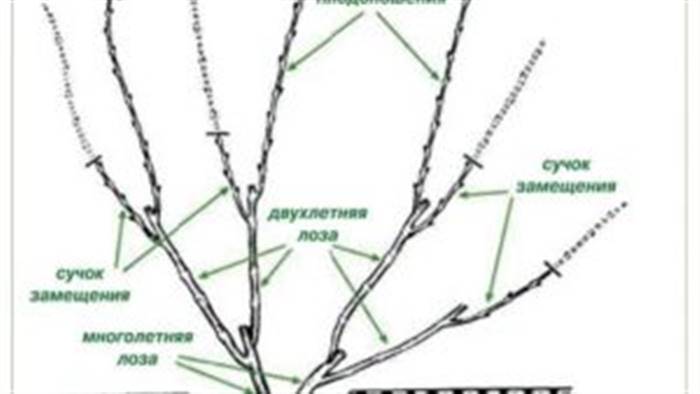 Обрізка винограду восени: для початківців покроково
