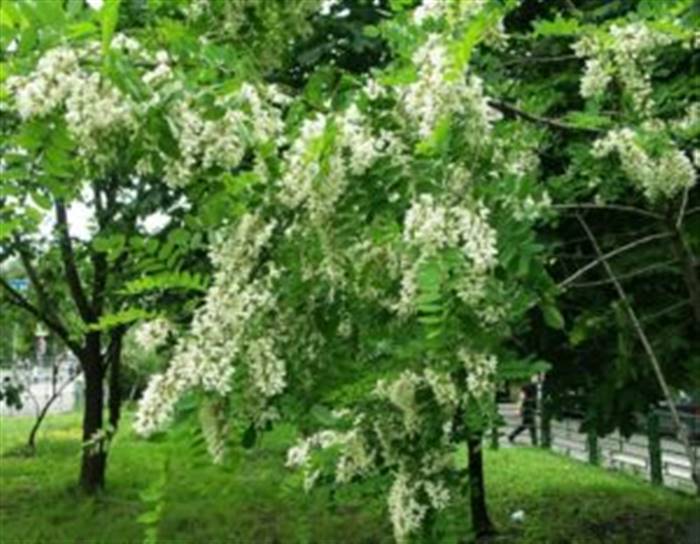 Дерево акація в ландшафтному дизайні дачі