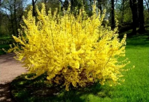 Чагарник форзиція - як використовувати в ландшафтному дизайні саду