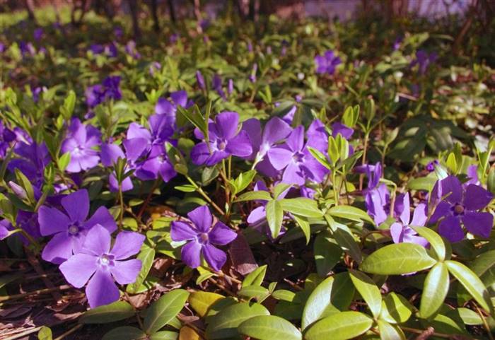 Які невибагливі квіти для дачі можна посадити на клумбі біля будинку