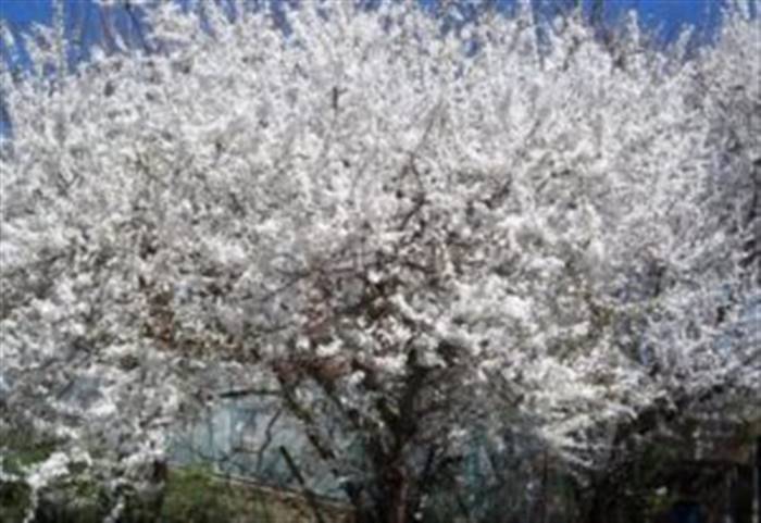 Алича в ландшафтному дизайні - як цвіте