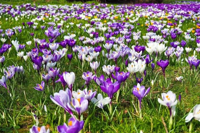 Які невибагливі квіти для дачі можна посадити на клумбі біля будинку