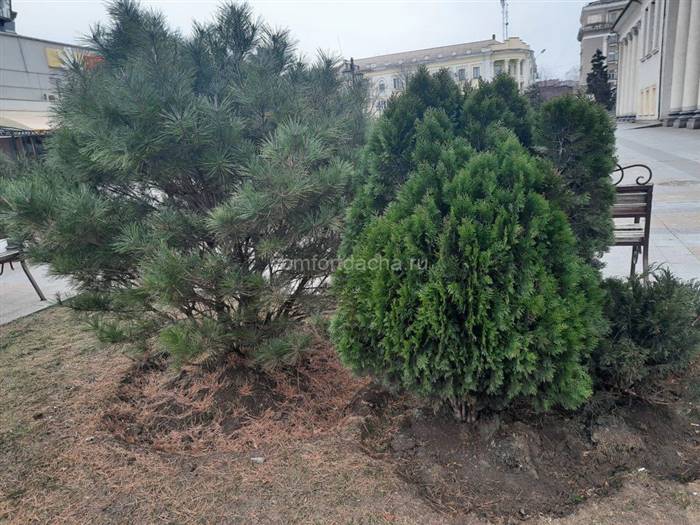 Як доглядати за туєю на дачі - умови для вирощування дерева