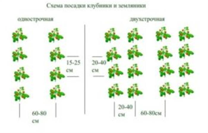 Коли пересаджувати полуницю восени на нове місце