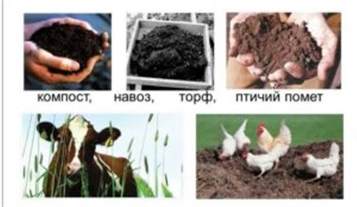 Коли краще вносити гній у ґрунт, восени чи навесні
