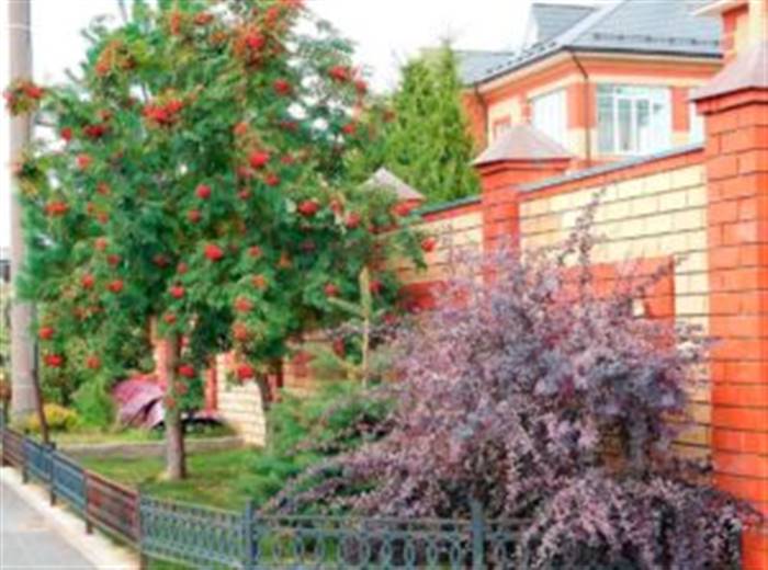 Дерево горобина в ландшафтному дизайні дачі