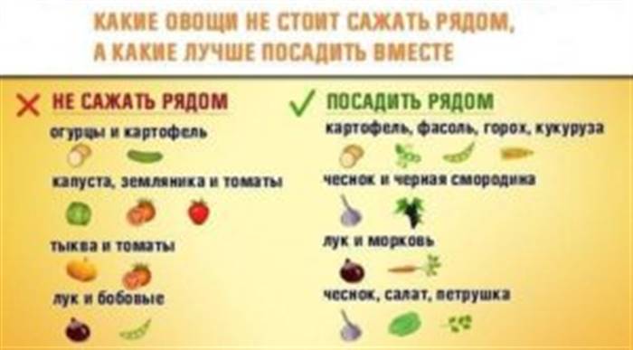 Коли пересаджувати полуницю восени на нове місце