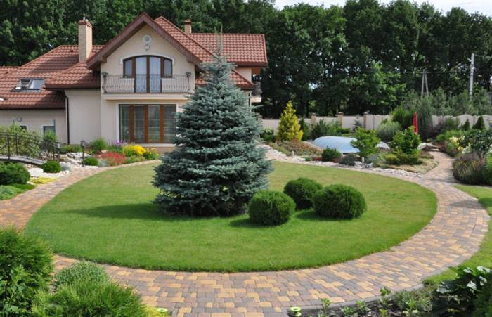 Ялина глаука - опис і використання в ландшафтному дизайні дачі