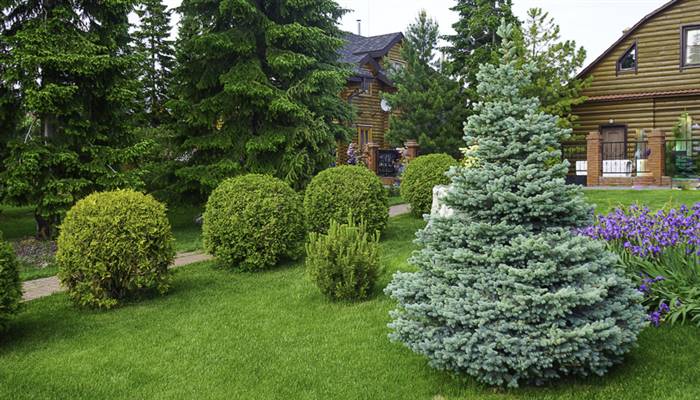 Блакитна ялина в ландшафтному дизайні дачної ділянки - ідеї оформлення