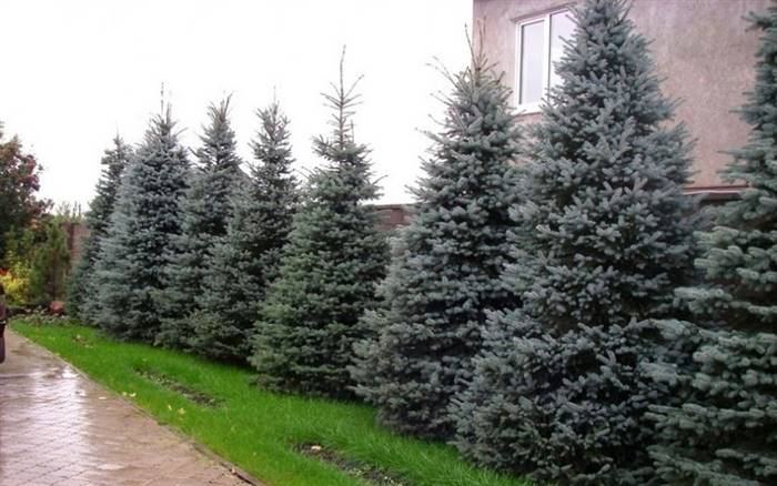Блакитна ялина в ландшафтному дизайні дачної ділянки - ідеї оформлення