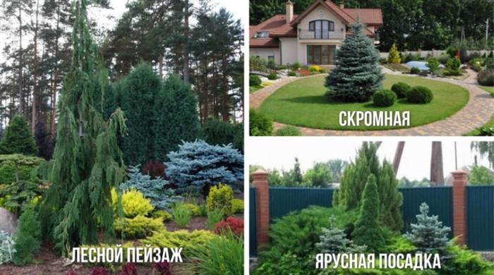 Блакитна ялина в ландшафтному дизайні дачної ділянки - ідеї оформлення
