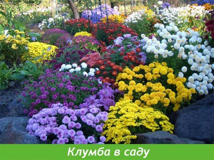 Як красиво посадити айстри на клумбі - нюанси поєднання з сусідами