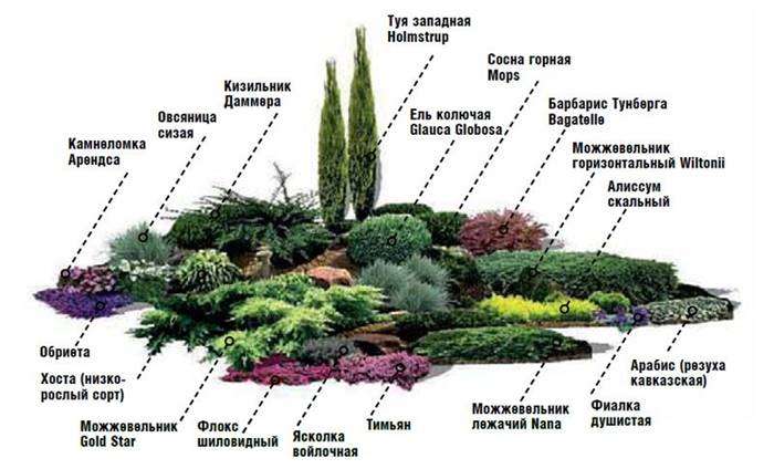 Клумба з хвойниками: схема посадки, дизайн клумби