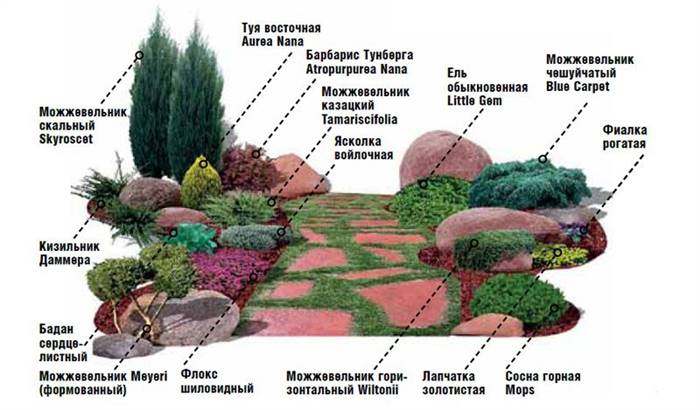 Клумба з хвойниками: схема посадки, дизайн клумби