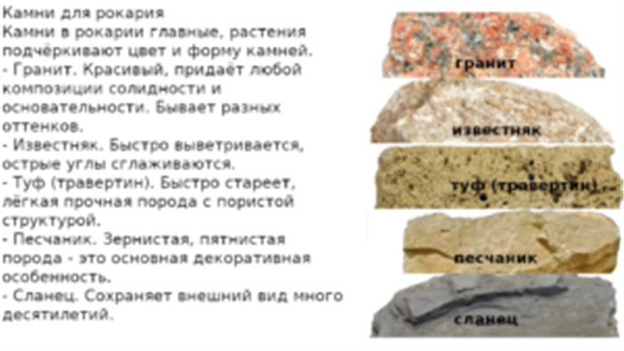 Рослини для рокарія на дачі - види, як підібрати, правила догляду