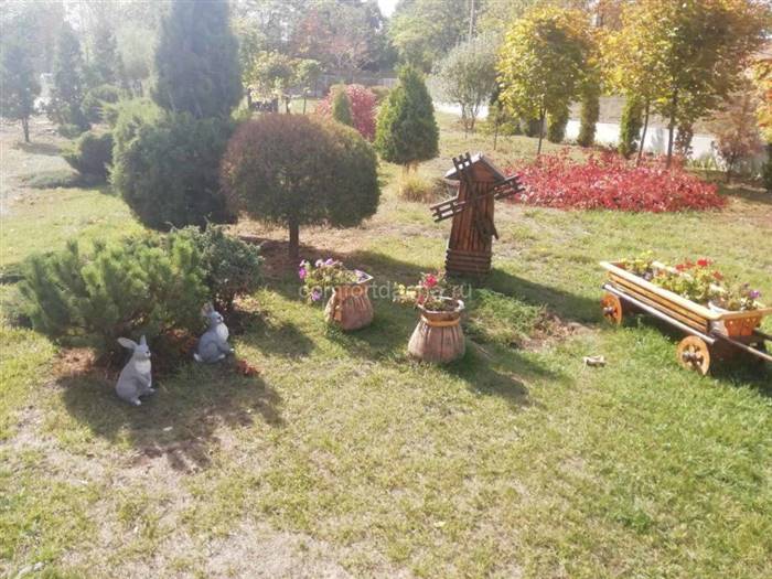 Які карликові дерева можна посадити на дачі - види, особливості
