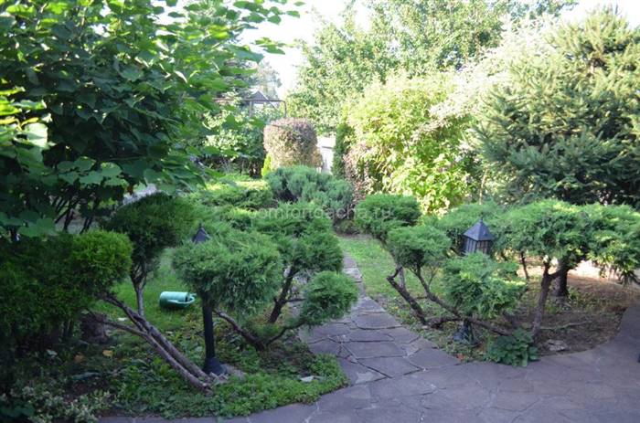 Які карликові дерева можна посадити на дачі - види, особливості