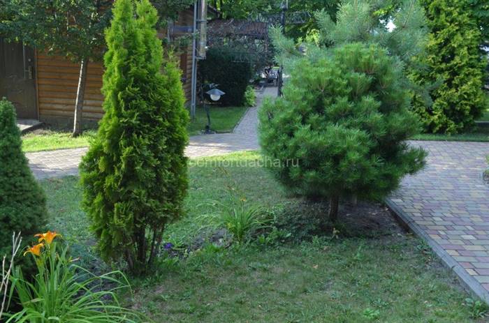 Дерево туя - як посадити і доглядати на дачі