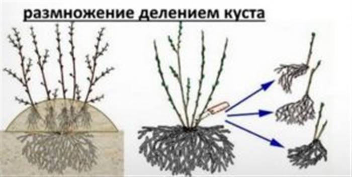 Як розмножується гортензія садова: правила живцювання, ділення куща
