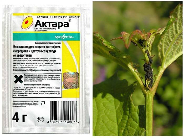 Боротьба з попелицею на садовій ділянці - ефективні способи