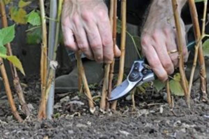 Як обрізати ремонтантну малину восени, щоб був хороший урожай