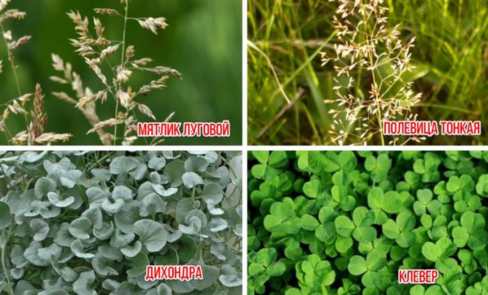 Як посадити на дачі газон, який не треба стригти