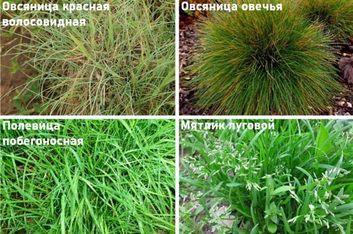 Як посадити на дачі газон, який не треба стригти