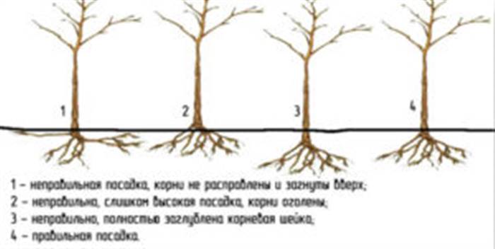 Чому не цвіте груша в саду - причини та усунення проблеми