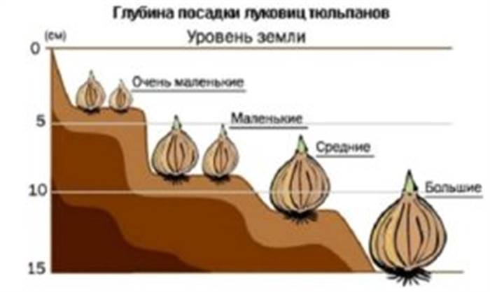 Коли садити тюльпани восени у відкритий ґрунт
