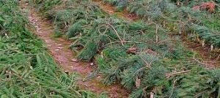 Коли обрізати полуницю восени на зиму: терміни та умови