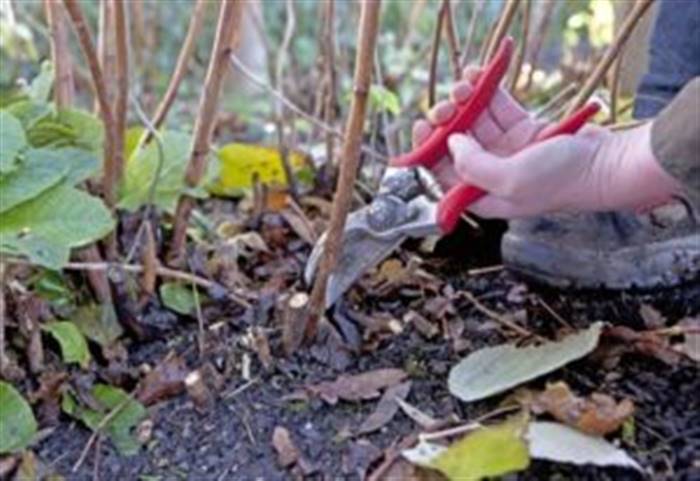 Як обрізати ремонтантну малину восени, щоб був гарний урожай