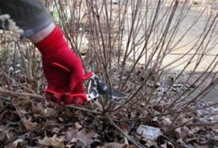 Обрізка спіреї восени для початківців покроково