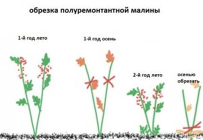 Як обрізати ремонтантну малину восени, щоб був хороший урожай