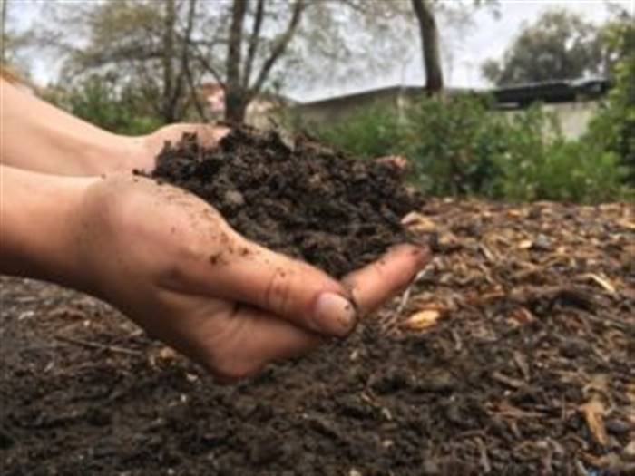 Чим підживити плодові дерева восени після збору врожаю