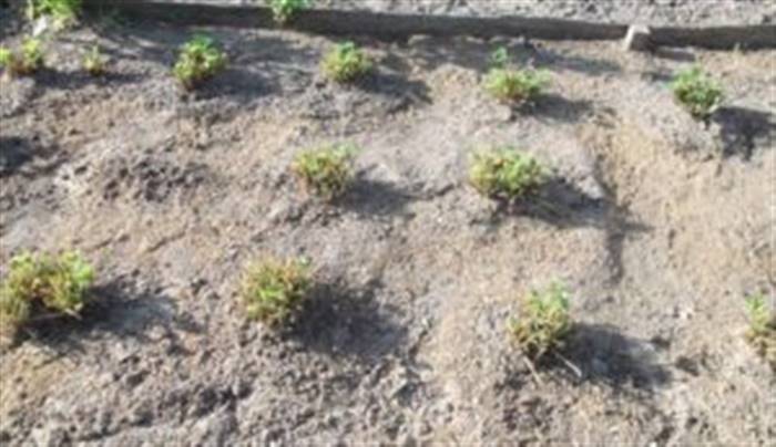 Чим підживити полуницю восени для наступного врожаю
