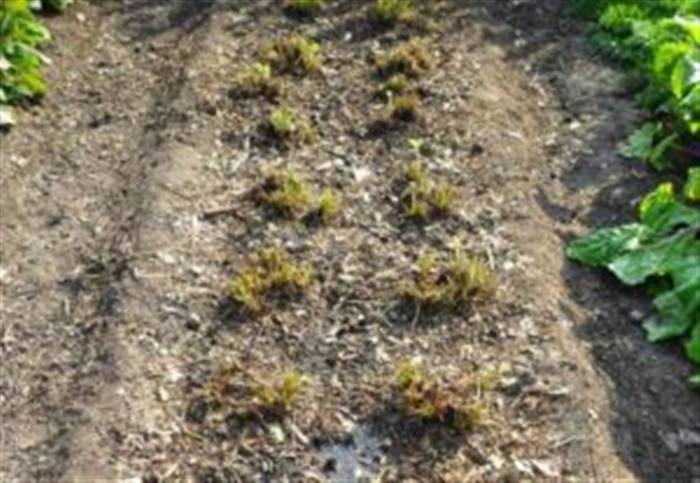 Чим підживити полуницю восени після обрізки листя в серпні