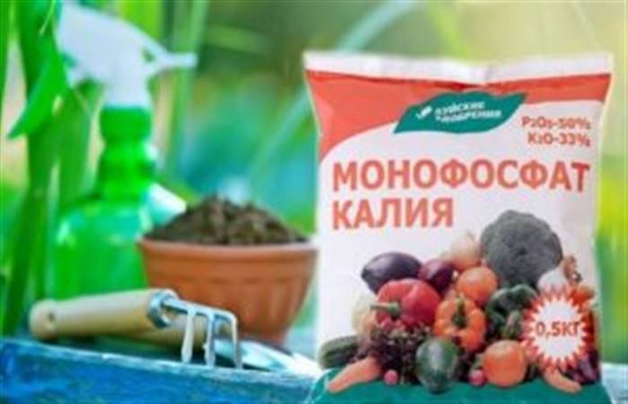 Чим підживити полуницю восени після обрізки листя в серпні