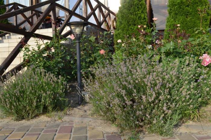 Як правильно посадити квіти в палісаднику на дачі - нюанси оформлення