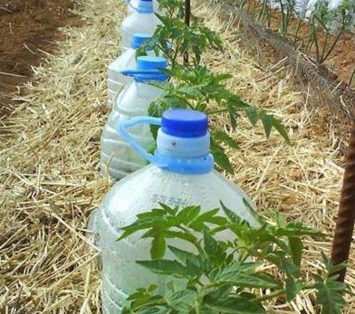 Крапельний полив із пластикових пляшок на дачі своїми руками