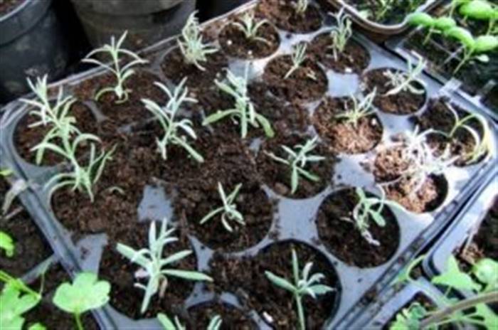 Як розмножити лаванду: насіння лаванди, живці, кущове розмноження