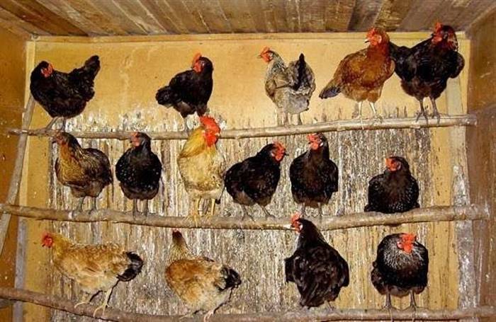 Облаштування курника для несучок всередині своїми руками