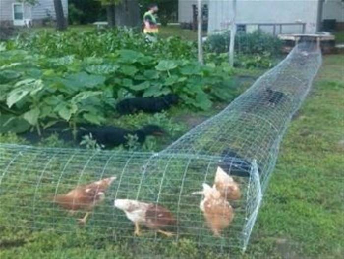 Облаштування курника для несучок всередині своїми руками